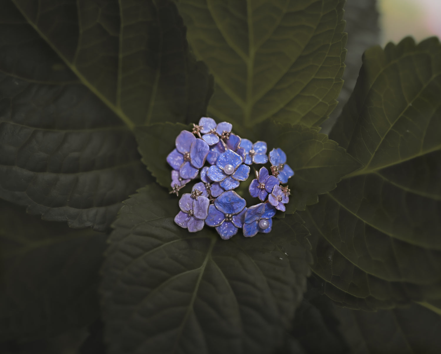 Hydrangeas Forever